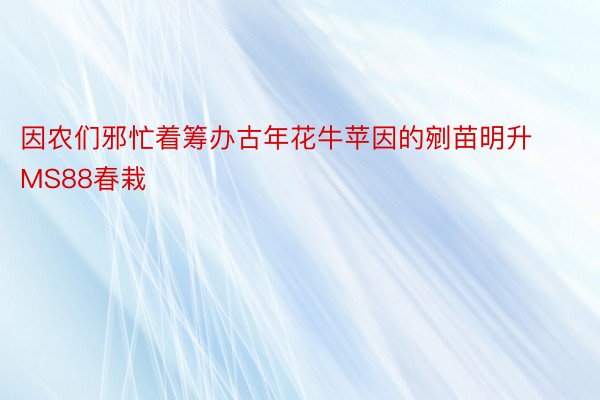 因农们邪忙着筹办古年花牛苹因的剜苗明升MS88春栽