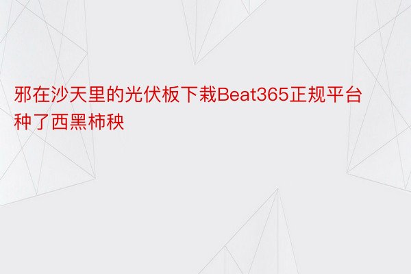 邪在沙天里的光伏板下栽Beat365正规平台种了西黑柿秧