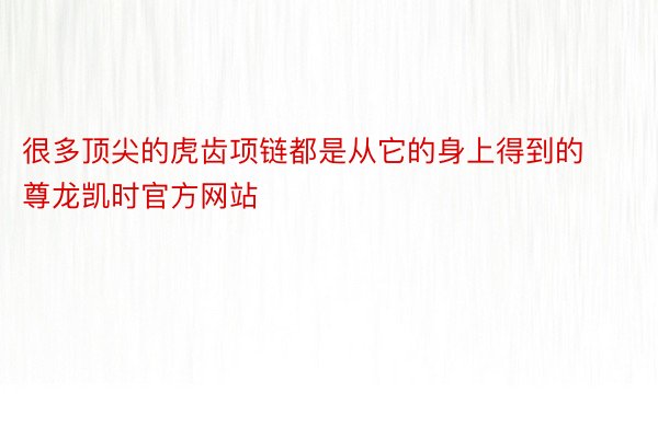 很多顶尖的虎齿项链都是从它的身上得到的尊龙凯时官方网站